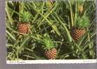 Field Of Pineapples, Hawaii - Otros & Sin Clasificación