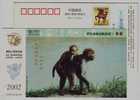 Primate Cercopithecidae Rhesus Macaque,Monkey,CN 02 Rare & Precious Animal Pre-stamped Card - Monkeys