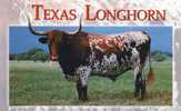 Bull  Boeuf  Taureau  Texas Longhorn  Grande Corne - Taureaux