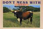 Bull Boeuf Taureau Texas Longhorn  Grande Corne - Bull