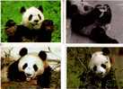 4 Panda Bears Postcard - Carte Postale Panda - Ours