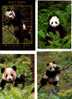 4 Panda Bears Postcard - Carte Postale Panda - Bears