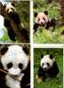 4 Panda Bears Postcard - Carte Postale Panda - Bären