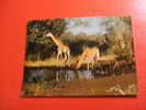CPM OU CPSM???-THEME ANIMAUX: GIRAFES SE DESALTERANT-ANIMAUX D'AFRIQUE EN LIBERTE-(PHOTO FIEVET)--CARTE EN BON ETAT. - Girafes