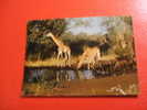 CPM OU CPSM???-THEME ANIMAUX: GIRAFES SE DESALTERANT-ANIMAUX D'AFRIQUE EN LIBERTE-(PHOTO FIEVET)--CARTE EN BON ETAT. - Giraffe