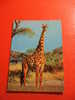 CPM -THEME ANIMAUX: GIRAFE --CARTE EN BON ETAT. - Giraffe