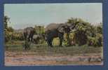 CP FAUNE AFRICAINE - ELEPHANTS - EDITIONS HOA-QUI PARIS - Éléphants