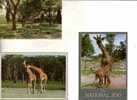 Giraffes X 3 Carte Postale -  Giraffe Postcard - Giraffen