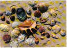 Carte Postale Coquillage Et Crustacé Trés Beau Plan - Fish & Shellfish