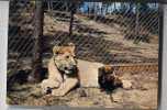 Cpm ZOO DE LA PALMYRE Le Lion Et Le Teckel Chien - Lions