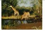CPSM Animaux D' Afrique GIRAFE En Liberté Se Désaltérant  YVON N°10 - Girafes