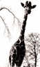 AMSTERDAM / ARTIS / GIRAFFE - Giraffe