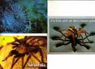 3 Spider Postcards - Carte Postale D´areignée - Insecten