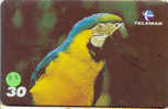 Bird PERROQUET Parrot PAPAGEI Papagaai Oiseau (37) - Perroquets