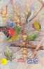 Bird PERROQUET Parrot PAPAGEI Papagaai Oiseau (61) - Perroquets