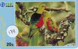 Bird PERROQUET Parrot PAPAGEI Papagaai Oiseau (178) - Parrots