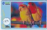 Bird PERROQUET Parrot PAPAGEI Papagaai Oiseau (179) - Loros