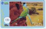 Bird PERROQUET Parrot PAPAGEI Papagaai Oiseau (180) - Loros