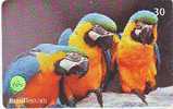 Bird PERROQUET Parrot PAPAGEI Papagaai Oiseau (188) - Papageien