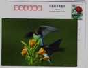 Sparrow Bird,finch,China 2002 Hebei Helping Disabled Person Charity Advertising Pre-stamped Card - Sparrows