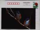 Sparrow Bird,finch,China 2002 Hebei Helping Disabled Person Charity Advertising Pre-stamped Card - Sparrows