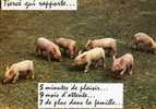 Cochons Tierce Qui Rapporte - Cochons