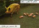 Cochons Elle A Oublie La Pilule - Schweine