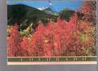 Colors Of Fall In Colorado - Other & Unclassified