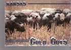 Kansas Cold Cuts, Cattle In Winter, Kansas - Other & Unclassified