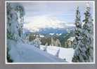 Mount Rainier - Washington's Mount Rainier As Viewed From Hogback Mountain - Altri & Non Classificati