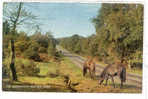 13685 Bournemouth Road New Forest 1.57.01.01 Salmon .  Cheval Horse - Bournemouth (fino Al 1972)