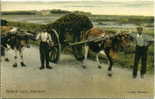 CPA Guernesey - PC Guernsey - Bullock Cart (attelage De Boeufs) - Guernsey