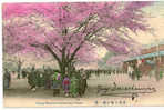 C8400 - Cherry Blossom At Uyeno Park, Tokyo - Tokio