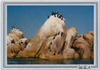 ITALIA 1987~ SARDEGNA  UNA VERA FOTOGRAFIA DI ITALO FANCELLO DI OLBIA. I CORMORANI. - Olbia