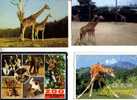 4 Carte De Giraffe - 4 Giraffe Postcard - Giraffes