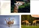 3 Carte De Giraffe - 3 Giraffe Postcard - Giraffes