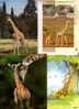 3 Carte De Giraffe - 3 Giraffe Postcard - Girafes