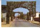 LUCON -  Arc De Triomphe De Verdure - Rue Du Général De Gaulle  - N°  60 - Lucon