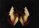 Carte Postale Papillon  Le  "Charaxes Pleistoanax Khasanius "  D´Indes Khasa   Trés Beau Plan - Papillons