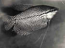 Carte Postale Poisson  Osphronemus Mosaïque   De La Péninsule Et Archipel Malais Trés Beau Plan - Fish & Shellfish