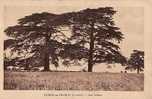 Carte 1930 ROISSY EN FRANCE - LES CEDRES - THEME ARBRES - Roissy En France