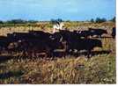 CPM     CAMARGUE      TTAUREAUX       MANADE DE TOROS - Languedoc-Roussillon