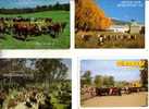 4 Carte De Vache Et Taureaux - Cow & Bull Postcards - Taureaux