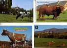 4 Carte De Vache Et Taureaux - Cow & Bull Postcards - Toros