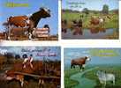 4 Carte De Vache Et Taureaux - Cow & Bull Postcards - Stieren