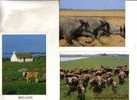 3 Carte De Vache Et Taureaux - Cow & Bull Postcards - Bull