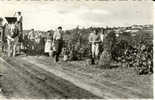 REUGNY - Les Vendanges Sur Les Coteaux - CPSM - Reugny