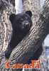 Black Bear Ours Noir Cub Ourson   Canada - Ours