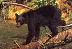 Black Bear Ours Noir   Canada - Bears