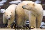 Polar  Bear Ours Polaire   Canada - Bears